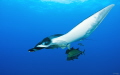   manta hypnose  